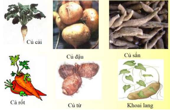 Tại sao phải thu hoạch các cây có rễ củ trước khi chúng ra hoa?(ảnh 2)