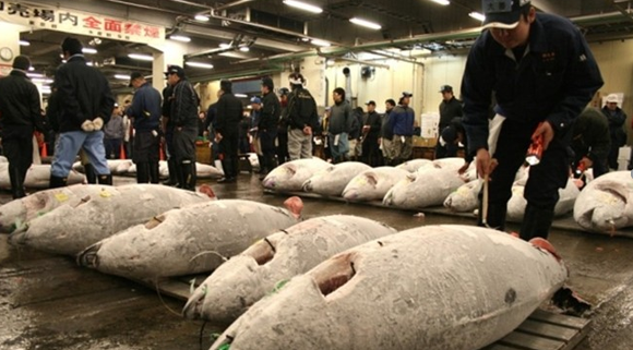Tại sao sản lượng đánh bắt hải sản của Nhật Bản có xu hướng giảm?