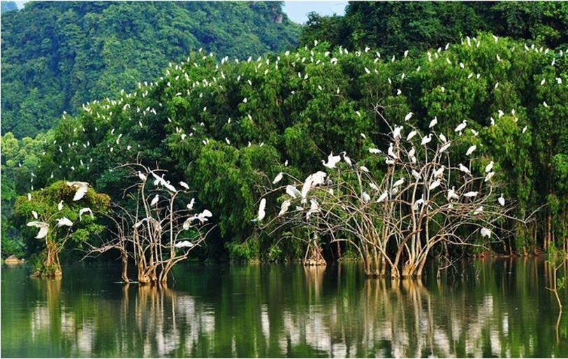 Tại sao sự phát triển của ngành lâm nghiệp có ảnh hưởng to lớn đến việc bảo vệ đa dạng sinh học (Ảnh 1)