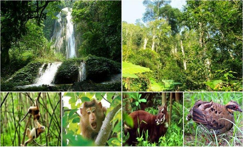 Tại sao sự phát triển của ngành lâm nghiệp có ảnh hưởng to lớn đến việc bảo vệ đa dạng sinh học  (Ảnh 2)