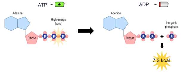 Tại sao tế bào không sử dụng năng lượng của phân tử glucôzơ mà bỏ qua quá trình sản xuất ATP của ti thể? (ảnh 2)