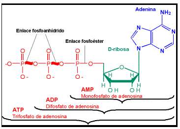 Tại sao tế bào không sử dụng luôn năng lượng của các phân tử glucozơ mà phải đi vòng qua hoạt động sản xuất ATP của ti thể? (ảnh 3)