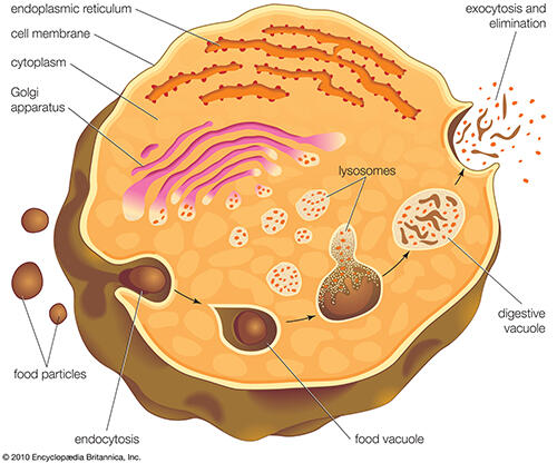 Tại sao tế bào thực vật không có lysosome nhưng vẫn thực hiện được chức năng tiêu hoá nội bào