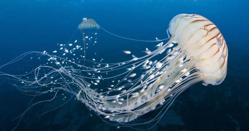 [CHUẨN NHẤT] Tầng keo dày của sứa có ý nghĩa gì?