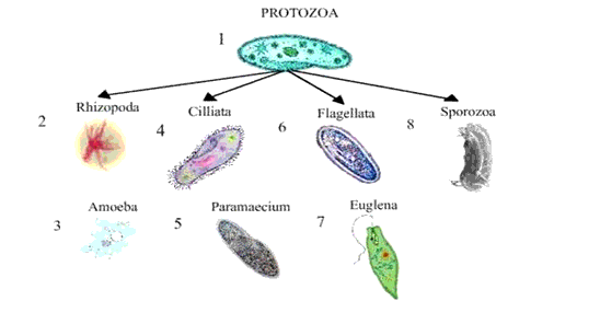Tảo lục đơn bào thuộc giới nguyên sinh hay giới nào?