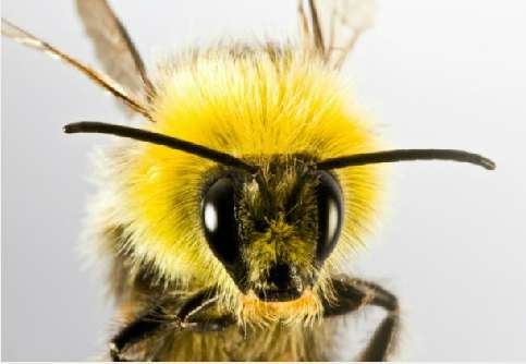 [CHUẨN NHẤT] Tập tính kiếm ăn của loài ong là gì? (ảnh 2)