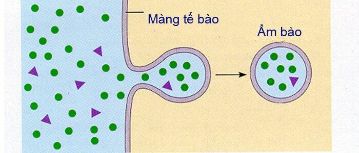 Tế bào lấy các chất tan trong dung dịch bằng cách màng tế bào lõm vào bên trong hình thành nên túi vận chuyển bao bọc lấy giọt dung dịch rồi tách rời khỏi màng vào bên trong tế bào chất.