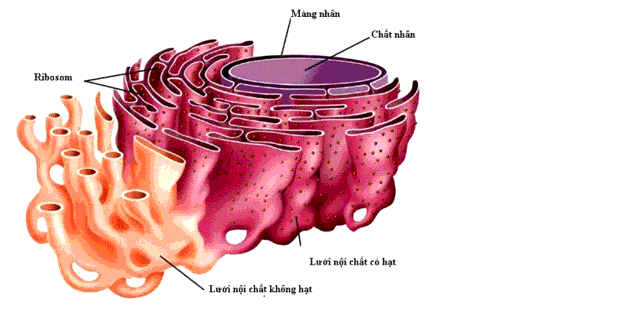 Tế bào nào có lưới nội chất hạt phát triển