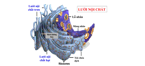 Tế bào nào có lưới nội chất trơn phát triển