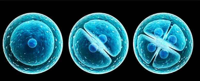 Tế bào phôi sinh là những tế bào nào?