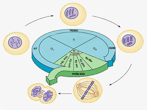 Tên gọi khoảng thời gian giữa hai lần phân bào liên tiếp của tế bào nhân thực là gì?