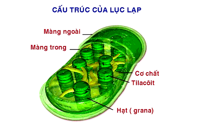 Thành phần cấu tạo nào của lục lạp đóng vai trò quan trọng trong việc thực hiện chức năng của lục lạp? Vì sao?