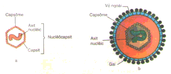 Thành phần cơ bản cấu tạo nên virut gồm lõi axit nucleic và vỏ protein