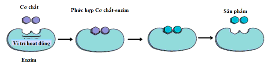 Thành phần cơ bản của enzim là