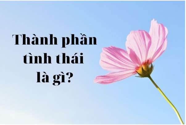 [CHUẨN NHẤT] Thành phần tình thái là gì? Ví dụ