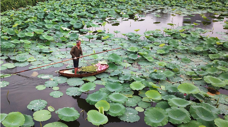 Thành phố Hà Nội có những hệ sinh thái điển hình nào? Hãy nêu sự đa dạng sinh học của các hệ sinh thái đó