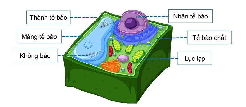 Thành tế bào thực vật không có chức năng