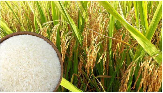 [CHUẨN NHẤT]    Đánh bóng hạt gạo là gì?