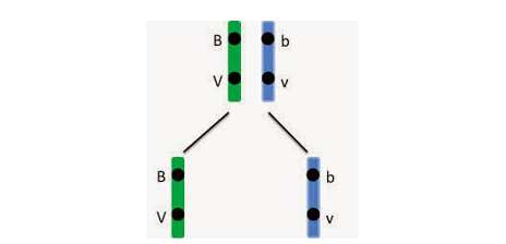 Nhóm gen liên kết là gì?  ảnh 2