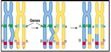 Làm sao để xác định nhóm gen liên kết trong một nhiễm sắc thể?
