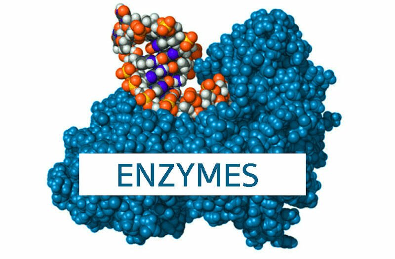 Thế nào là tính đặc hiệu của enzyme?