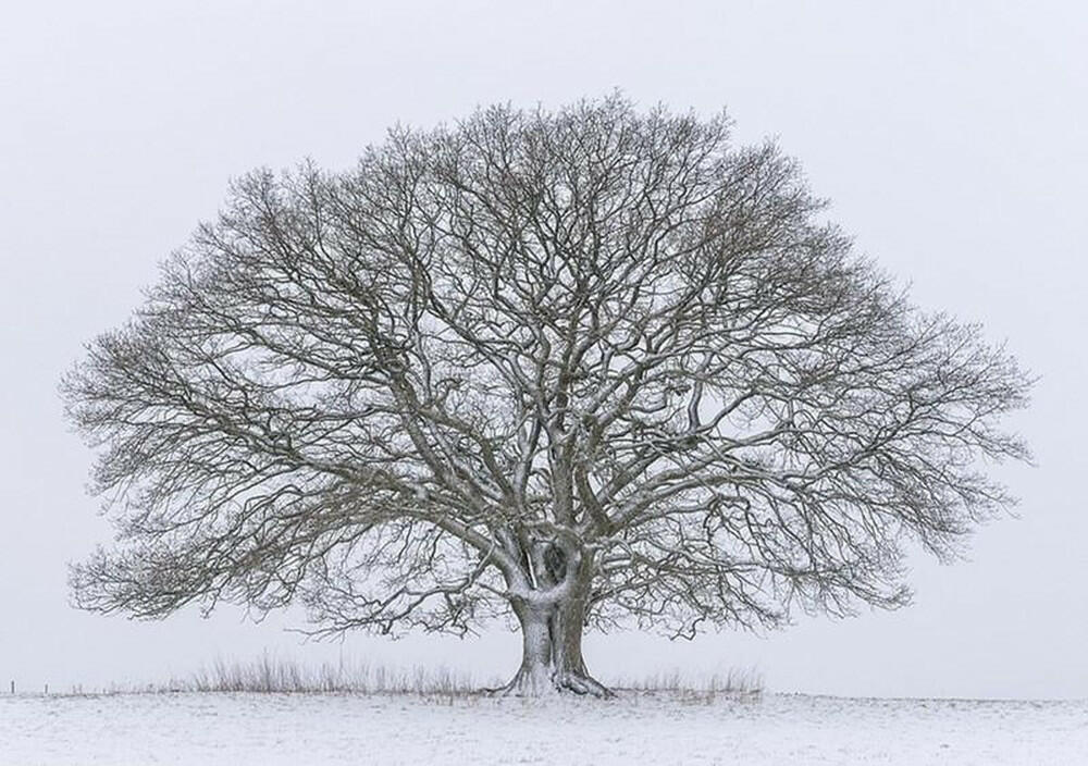 Thông điệp mà nhà văn muốn gửi đến người đọc qua câu chuyện Cây sồi mùa đông là gì?