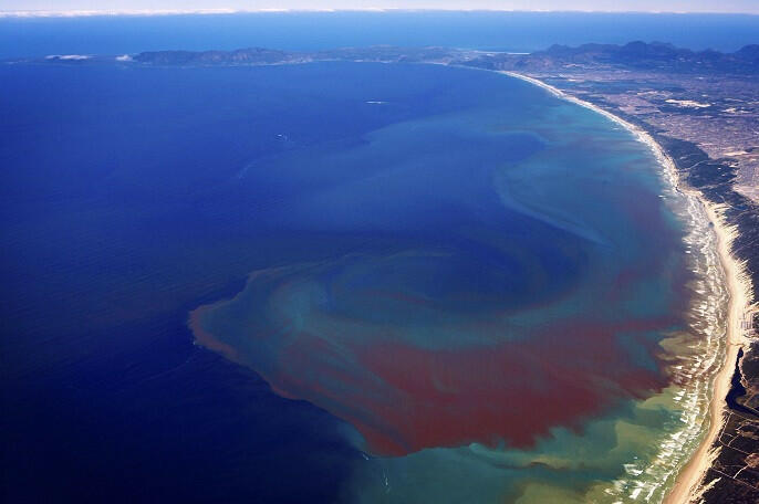 Thủy triều đỏ là hiện tượng thường thấy ở các cửa sông, cửa biển, tên gọi chung cho các hiện tượng tảo biển nở hoa do một số loại tảo làm xuất hiện màu đỏ hoặc màu nâu. Vậy thủy triều đỏ có phải do vi sinh vật gây ra?