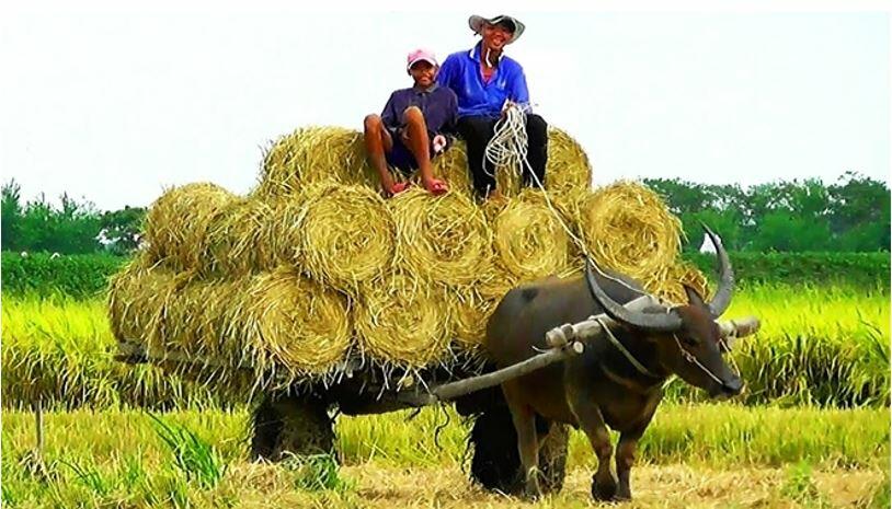 Thuyết minh về con trâu có sử dụng yếu tố miêu tả - Ảnh 3