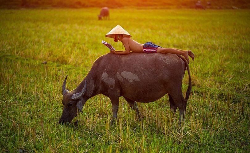 Thuyết minh về con trâu có sử dụng yếu tố miêu tả - Ảnh 4