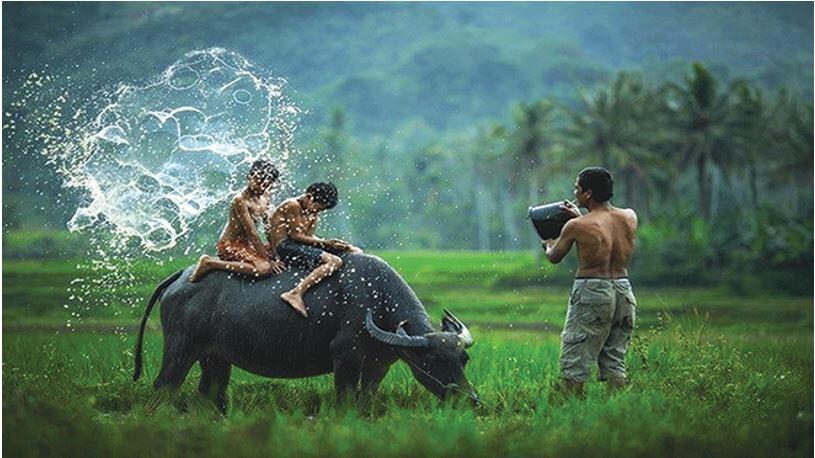 Thuyết minh về con trâu có sử dụng yếu tố miêu tả - Ảnh 5