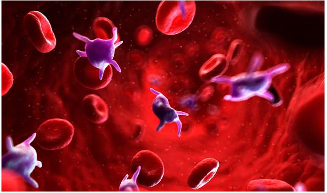 [CHUẨN NHẤT] Tiểu cầu đóng vai trò gì trong quá trình đông máu?