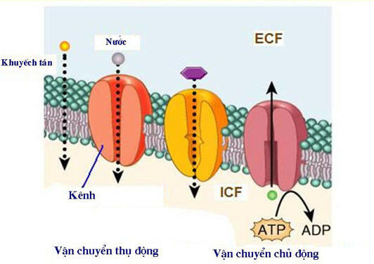 Tìm một số ví dụ về khuếch tán đơn giản qua màng sinh chất ở tế bào.
