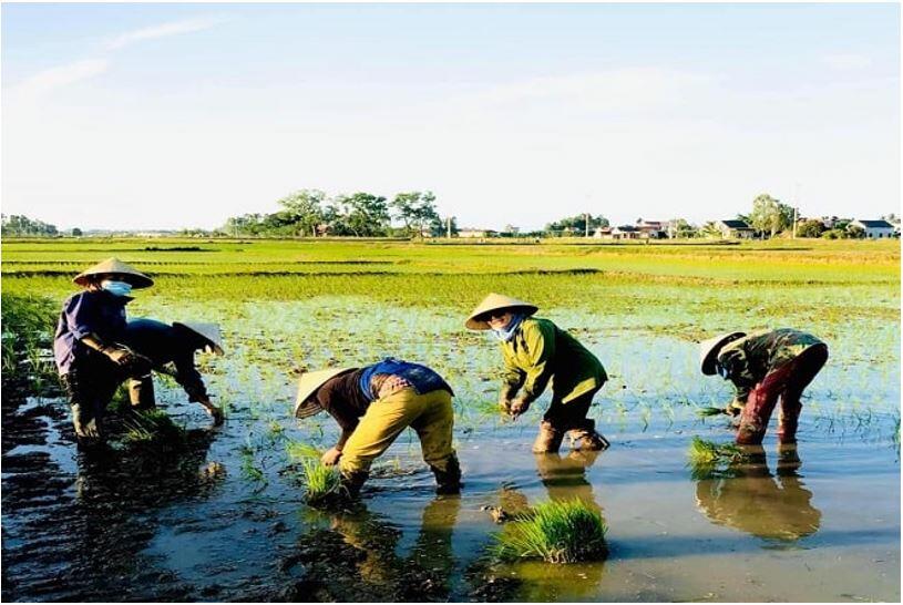 Tìm thành ngữ đồng nghĩa với Một nắng hai sương