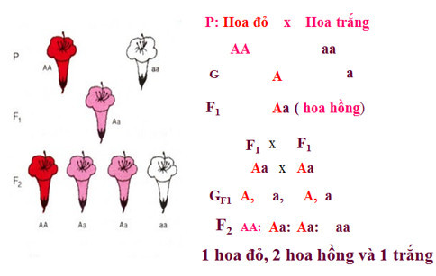 Tính trạng là gì? Tính trạng trội, tính trạng lặn và Ý nghĩa của tương quan trội lặn