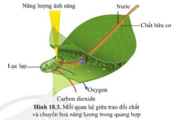 Tóm tắt lý thuyết KHTN 7 Bài 18: Quang hợp ở thực vật (CD)