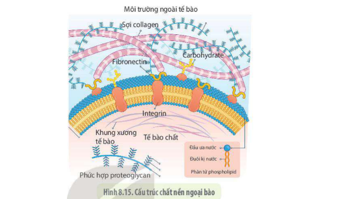 chất nền ngoại bào