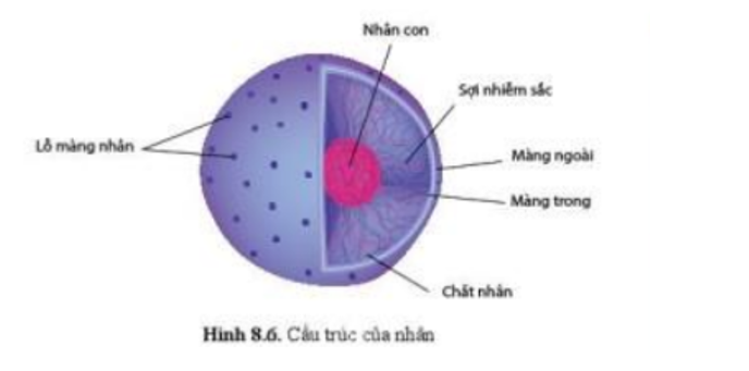 cấu trúc của nhân