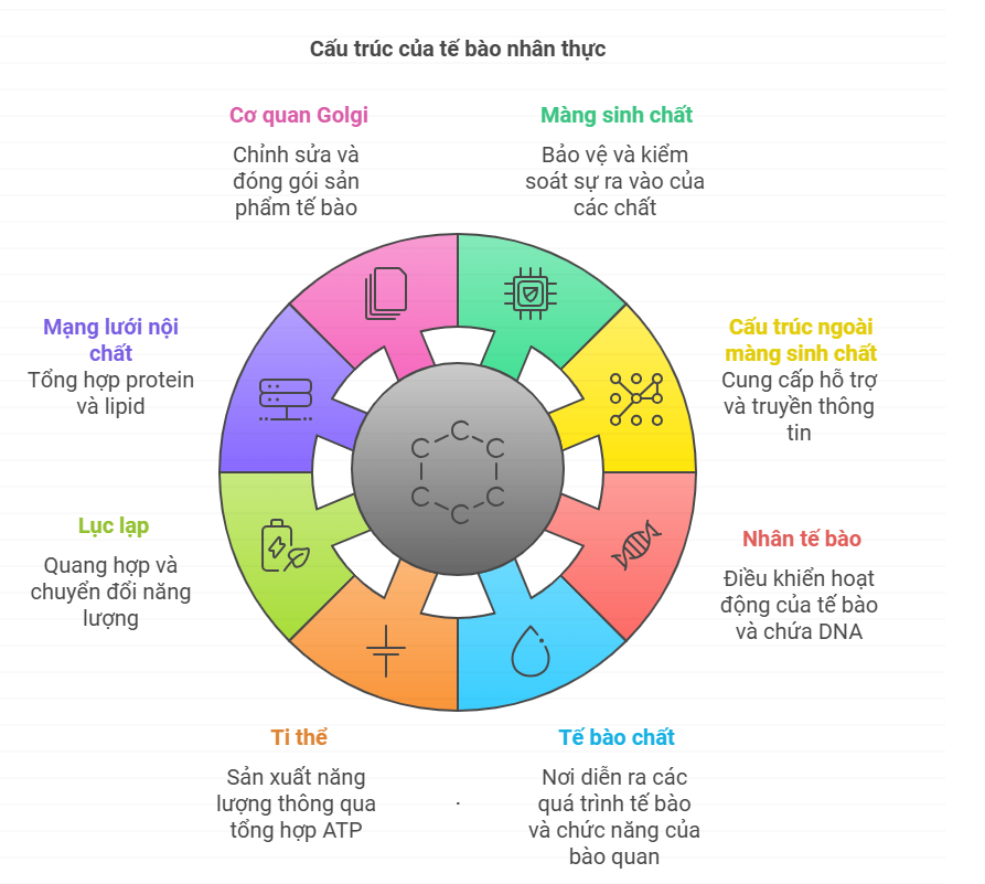 Lý thuyết Sinh 10 Bài 8 Cánh diều: Cấu trúc của tế bào nhân thực