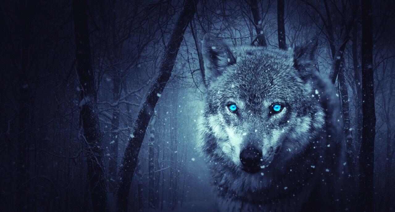 Tóm tắt Mắt sói
