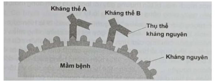 Bài 12.12 trang 40 SBT Sinh học 11: Trả lời các câu hỏi sau: a) Kháng nguyên, kháng thể là gì?