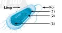 Trắc nghiệm KHTN 6 Bài 19: Cơ thể đơn bào và cơ thể đa bào (ảnh 3)