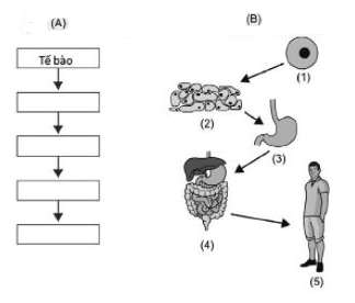 Trắc nghiệm KHTN 6 Bài 20: Các cấp độ tổ chức trong cơ thể đa bào (ảnh 9)