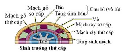 Trắc nghiệm Sinh 11 Bài 34 có đáp án (Phần 2) ảnh 2