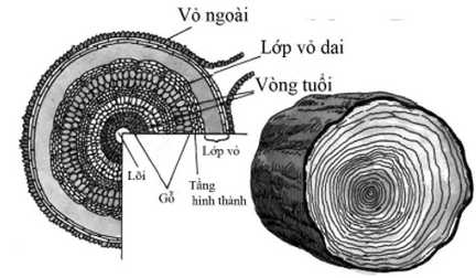 Trắc nghiệm Sinh 11 Bài 34 có đáp án (Phần 2) ảnh 6