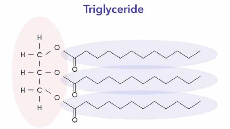 Triglyceride là loại............. được cấu tạo từ...............
