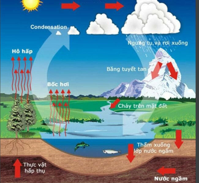 Trình Bày Các đặc điểm Của Sinh Quyển Lấy Ví Dụ Về Mối Quan Hệ Của