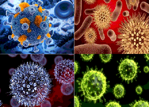 Trình bày các giai đoạn nhân lên của virut trong tế bào chủ