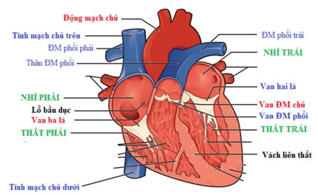 Trình bày cấu tạo của tim liên quan đến chức năng của từng thành phần