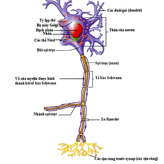 Trình bày cấu tạo và chức năng của nơron (ảnh 2)