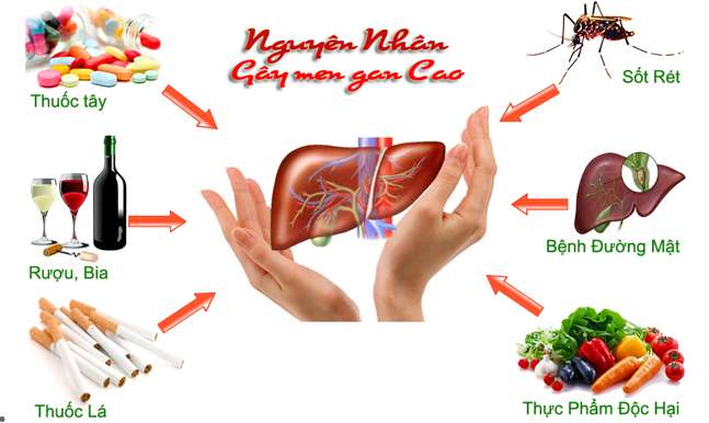 Trình bày chức năng của gan trong điều hòa lượng đường trong máu (ảnh 3)